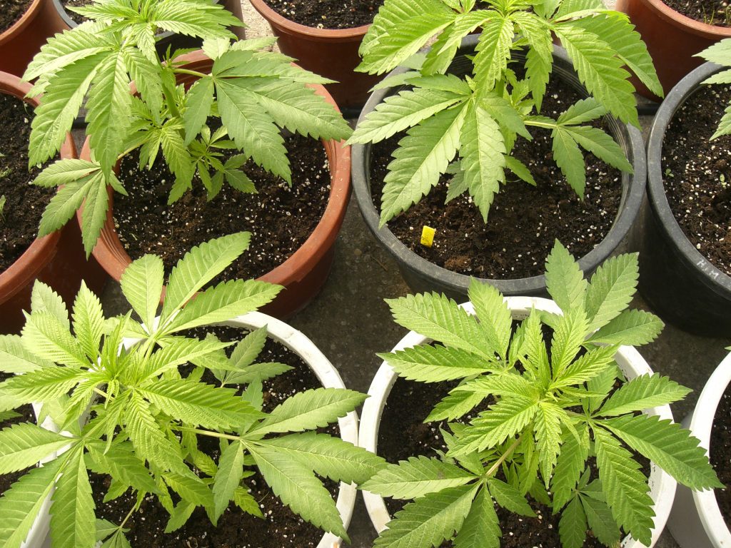 cultivando marihuana